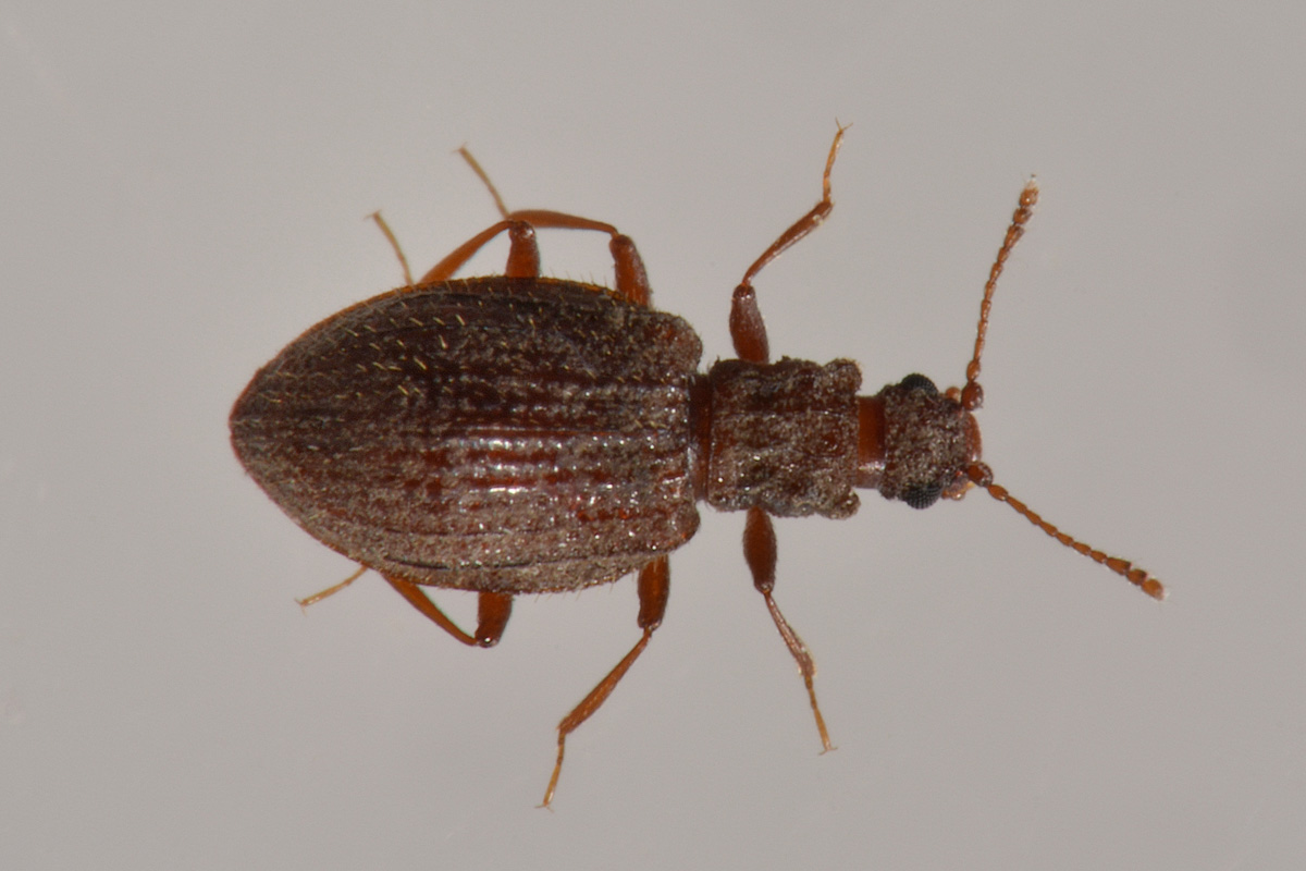 Latridiidae: Stephostethus sp?  S, S. angusticollis e Latridius minutus (cfr.)